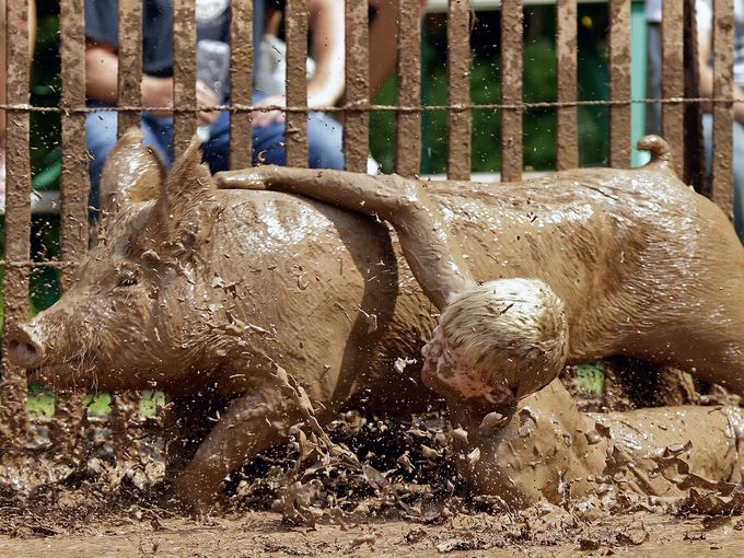 pig wrestling.jpg